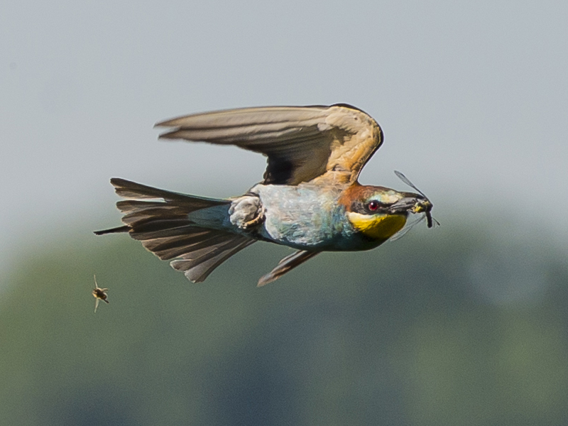 Gruccioni sul Ticino